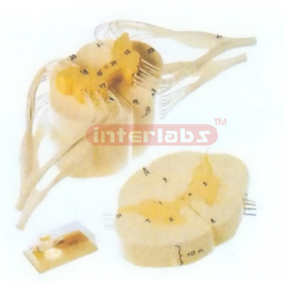 HUMAN SPINAL CORD WITH NERVE BRANCHES